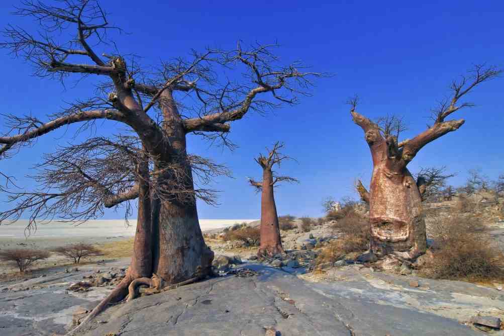  عکس کشور بوتسوانا