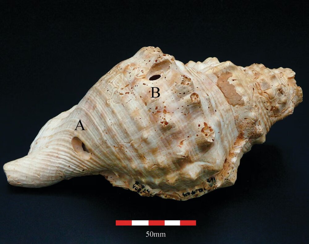 کشفی درباره قدیمیترین ساز
