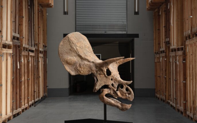 یک دایناسور دیگر حراج می‌شود