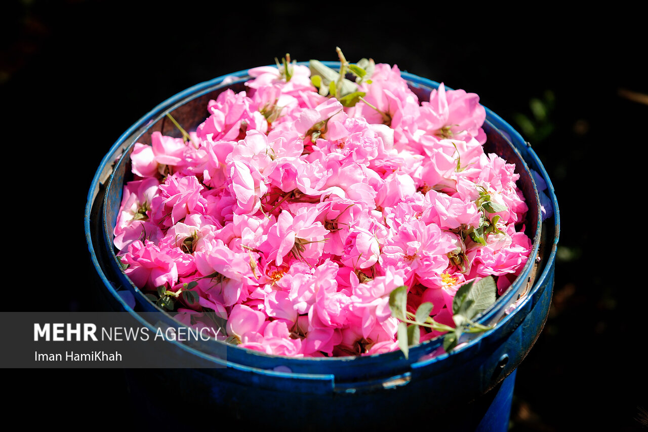 ثبت جهانی اسانس گل محمدی؛ ضرورت تقویت موضع حقوقی ایران