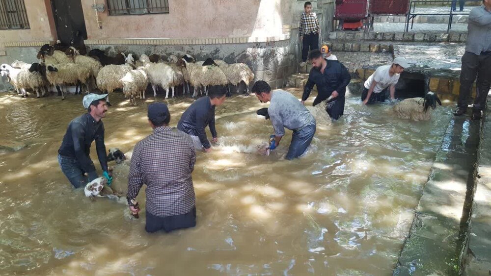 آئین سنتی گوسفندشوران در انجدان برگزار شد